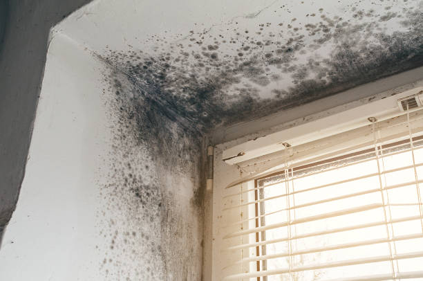 Affordable Mold Cleanup solutions in Garfield, NJ